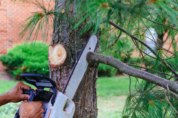 Best Best Tree Removal Services  in Manti, UT